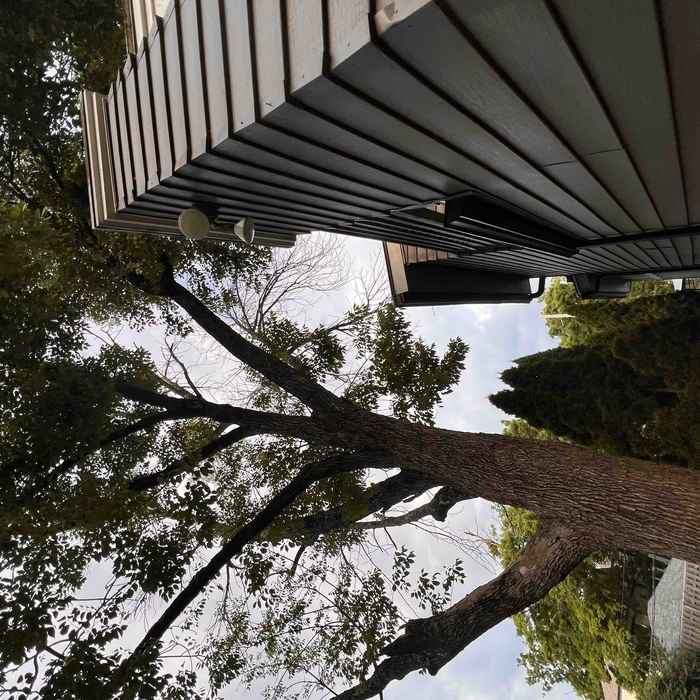 Ash tree removal