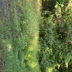 Yard cleanup