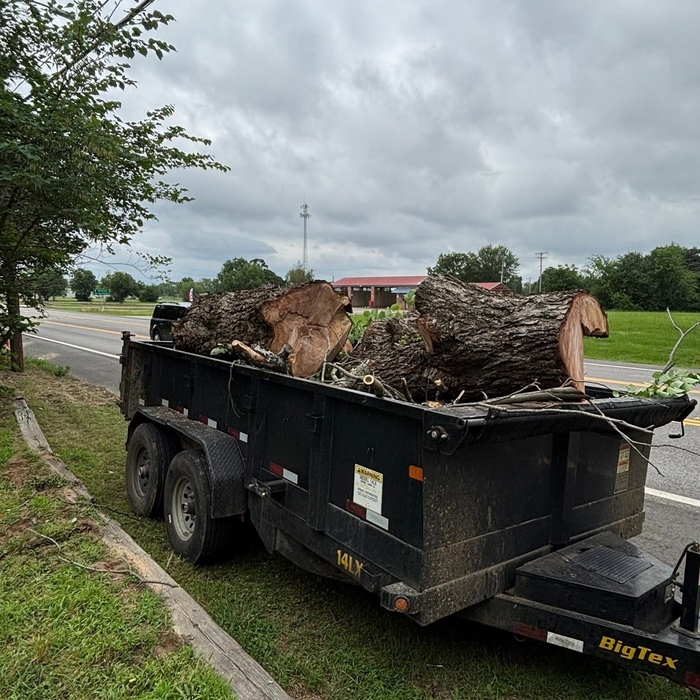 Tree and Stump Removal