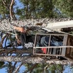 Tree removed
