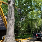 tree over house