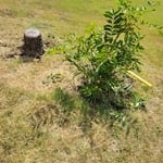 Tree stump removal