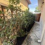 Lawn clean up with mulch