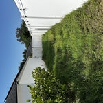 Back yard before