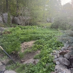 Shed and Yard Clean Up