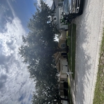 Tree Service