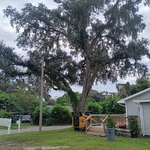 Tree Project