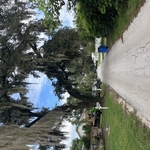 Tree Work