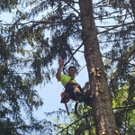 Lightning tree removal