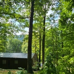 High risk trees.