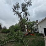 Large cottonwood removal
