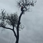 Large cottonwood removal