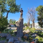 Large cottonwood removal