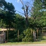White oak removal