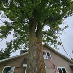 Tree trimming