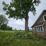 Tree trimming