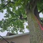 Tree trimming