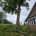 Tree trimming