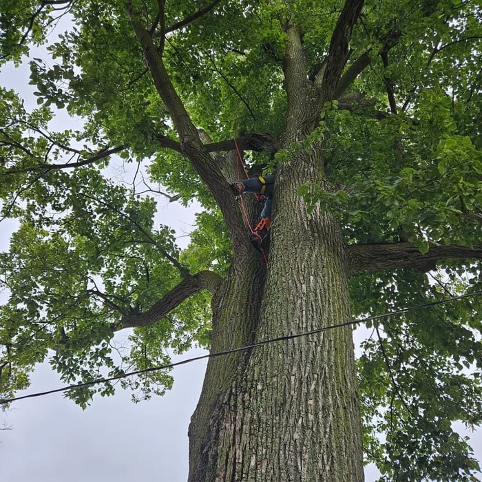 Tree trimming