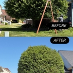 Tree removal