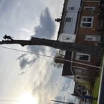 Tree removal