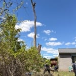 Tree removal