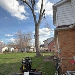 Tree removal