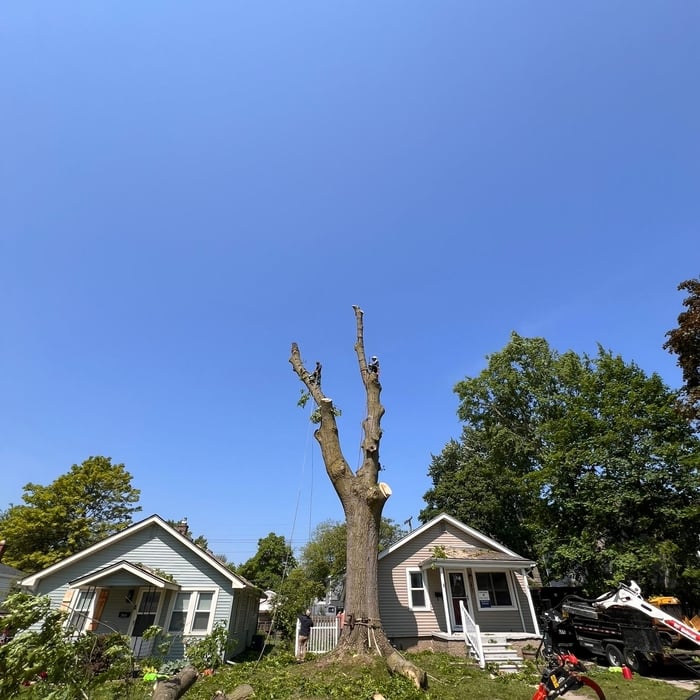 Tree removal