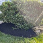 Trimming and Mulching