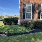 Trimming and Mulching