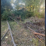 Tree removal