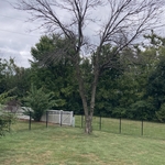 Tree removal
