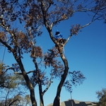 Tree removal