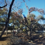 Tree removal