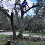 Tree removal
