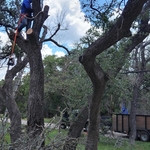 Tree removal