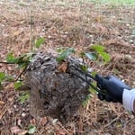 Hornet Nest Removal