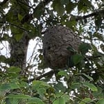 Hornet Nest in Tree