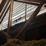 Bat Removal