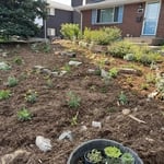 Lawn Removal