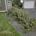 Yard Waste Removal