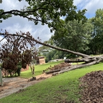 John tree job