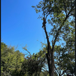 Tree Removal