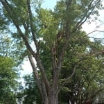 Tree Removal
