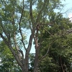 Tree Removal
