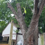 Cut tree down