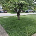 Lawn care