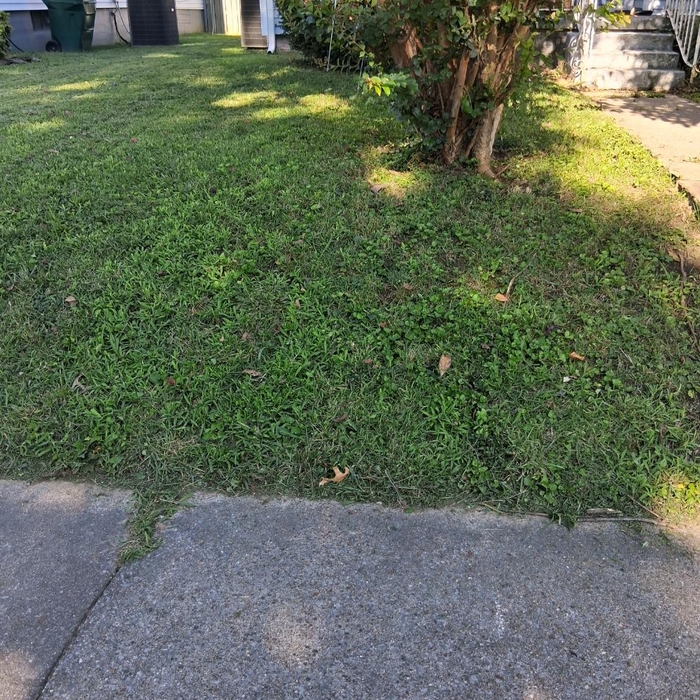 Mown lawn and edged