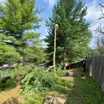 Tree Removal