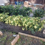 Garden bed